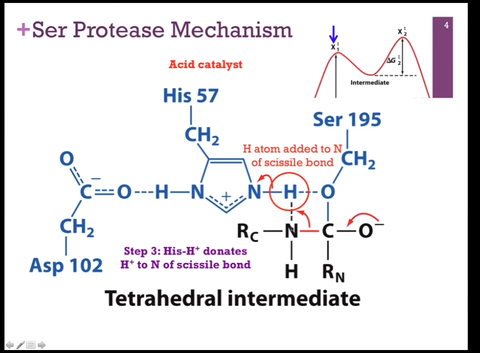 <p>Slides: Step 3: His-H+ DONATES H+ to N of the SCISSILE BOND!</p><p>NEXT STEP => His is going to act as an acid catalyst!! It has that proton it can donate, but INSTEAD of giving it back to Serine, it is going to donate it to the NITROGEN THAT’S PART of that SCISSILE BOND that we’re going to break (LOOK at schematic!). <strong>As it does so, that N-H bond will break </strong>(check schematic!!), it will receive back its electron and again be neutral. <strong>Will form a NEW bond between the N in the PEPTIDE bond (careful and look at schematic!!!) and that hydrogen atom (LOOK at schematic!). For that N to form that BOND with hydrogen, it must BREAK its bond with CARBON!!!!!!! (LOOK AT SCHEMATIC!!).</strong></p>