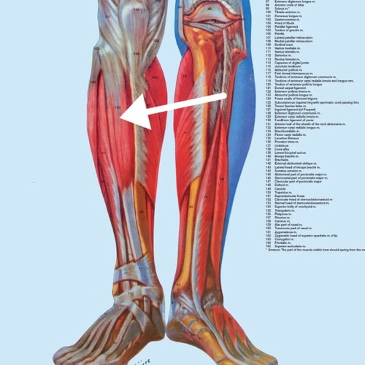 <p>What is this muscle?</p>