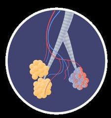 <p>Narrow branches of bronchi leading to alveoli.</p>