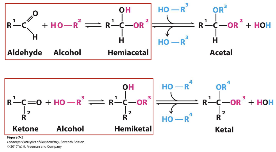 <p>Aldehydes/ketones are <strong>electrophilic</strong>. Alcohols are <strong>nucleophilic</strong>.</p><ul><li><p>Aldehyde + alcohol → <strong>hemiacetal</strong></p></li><li><p>Ketone + alcohol → <strong>hemiketal</strong></p></li><li><p>These reactions let sugars <strong>cyclize</strong> into rings.</p></li></ul><p></p>