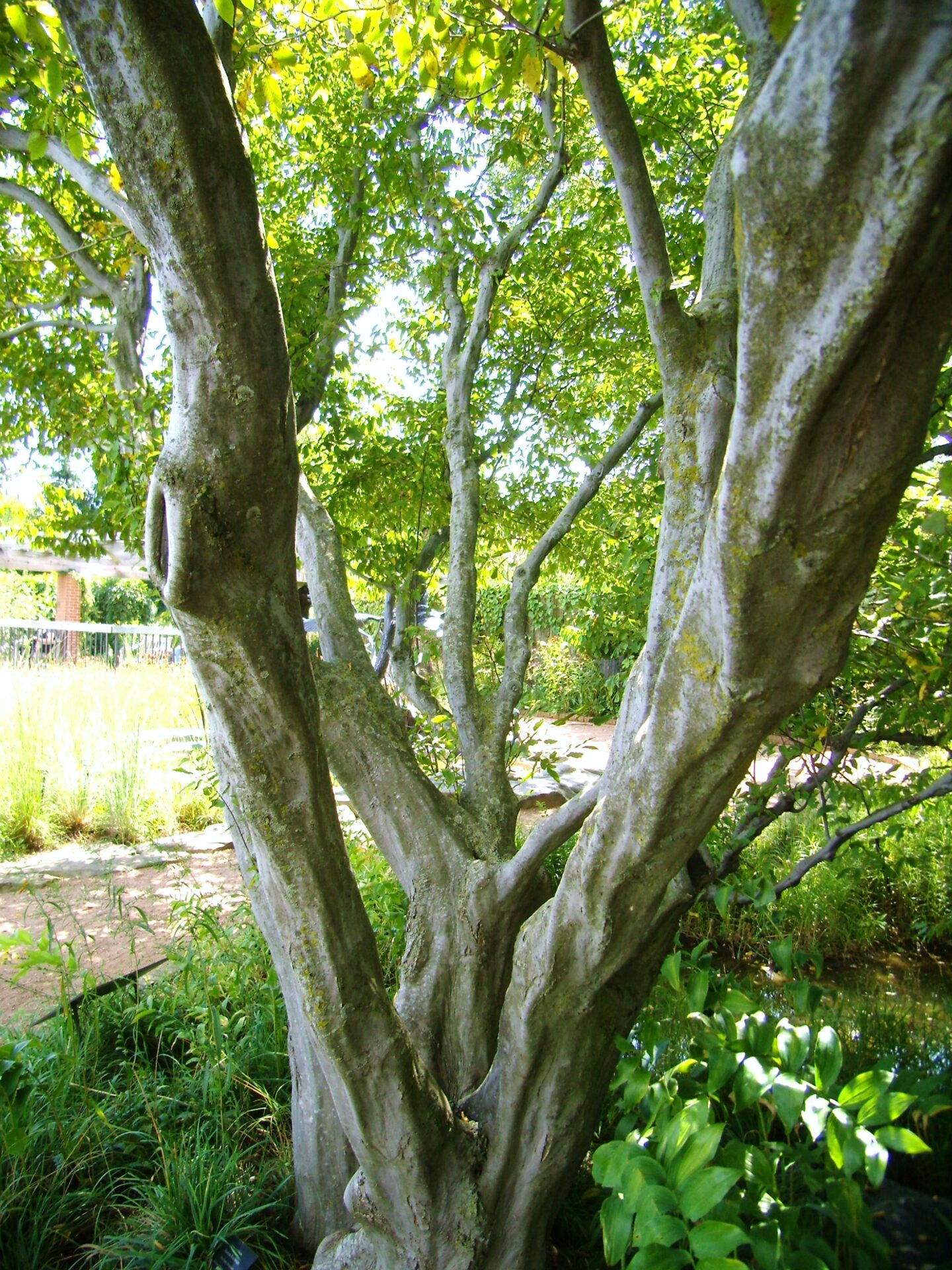 <p>Carpinus caroliniana</p>