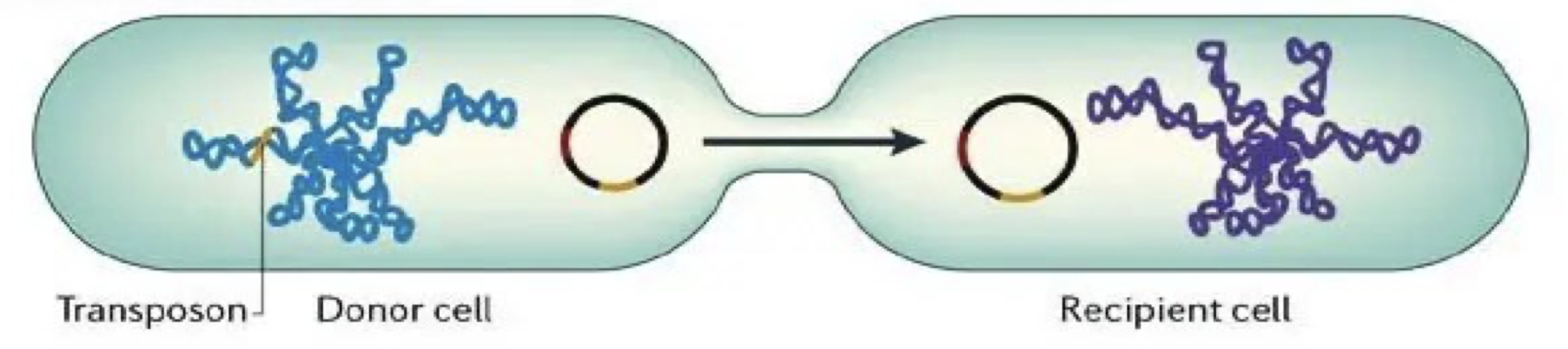 <p>Transfer of genes between cells that are in physical contact w/ one another</p><ul><li><p>Transfers chromosomal DNA from Hfr and F’ donor to F- recipients</p></li><li><p>Transforms the largest amount of donor chromosomal DNA</p><ul><li><p>the donor retains a copy of the transferred gene</p></li></ul></li><li><p>Transfers DNA horizontally to cells in the same generation</p></li><li><p>A form of recombination in bacteria</p></li><li><p>Transfers genes for drug resistance</p></li><li><p>Transfers genes for enzymes and adherence molecules</p></li></ul><p></p>
