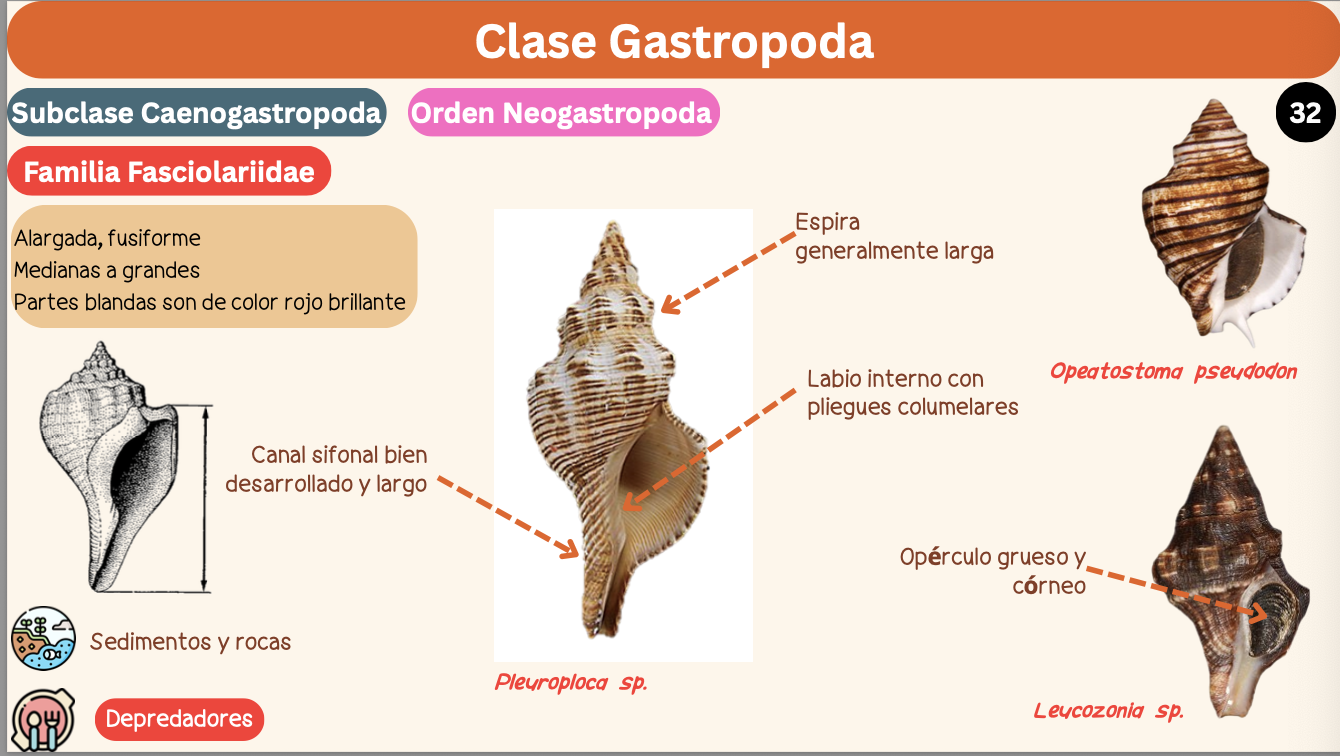 <p><strong>FILO </strong>Mollusca<strong><br>CLASE </strong>Gastropoda<br><strong>SUBCLASE </strong>Caenogastropoda<br><strong>ORDEN </strong>Neogastropoda<br><strong>FAMILIA </strong>Fasciolariidae<br><strong>GÉNERO </strong><em><u>Leucozonia sp</u></em><strong><br>CARACTERÍSTICAS </strong><br><strong>RÁDULA </strong>Raquiglosa<strong><br>ALIMENTACIÓN </strong>Depredadores<strong><br>HÁBITAT </strong>Sedimentos y rocas</p>