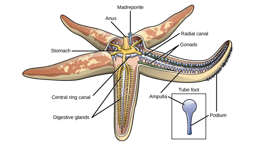 <p>(OpenStax Biology 2e Figure 28.47)</p><p>Although they are members of the bilaterian clade, sea stars have a radial symmetry in the adult life stage. They move around (and open their prey) by sucking water up through their tube feet and sending it through canals in their arms. This movement of water is finely controlled by the valve on top. The closest cousins of the sea stars are</p>