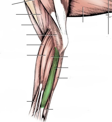 <p>action- abduct carpal joint</p><p>origin- lateral epicondyle of humerus</p><p>insertion- metacarpal 5 &amp; accessory carpal bone</p><p>innervation- radial n. </p>