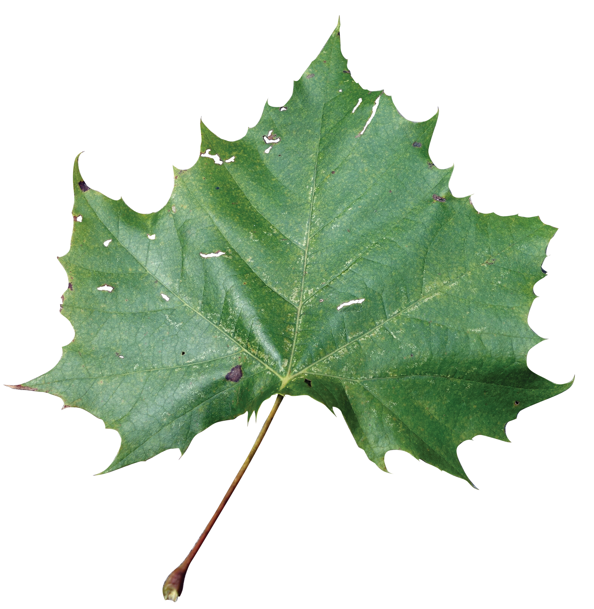 <p>American sycamore</p>