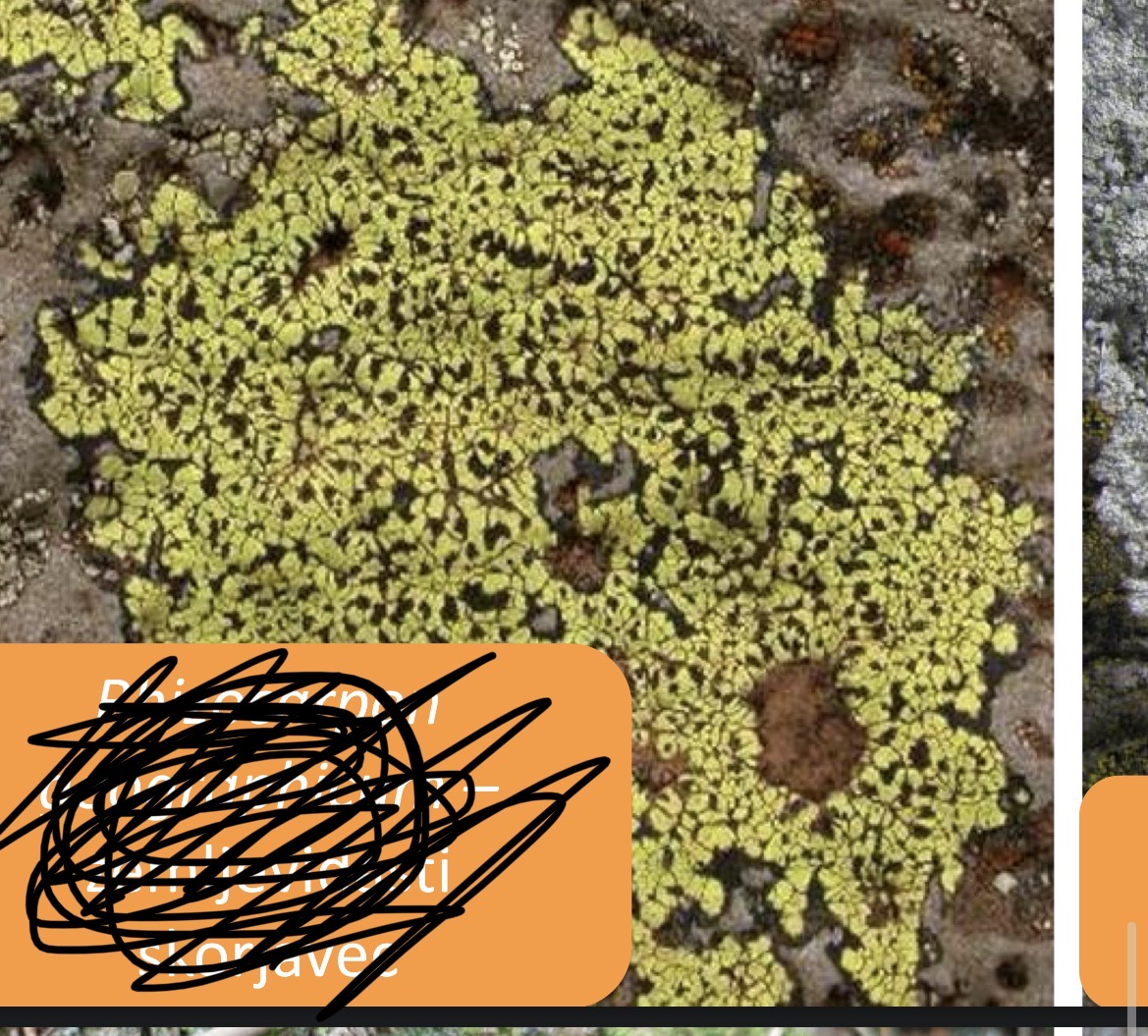 <p>Skupina vrsta</p>