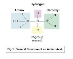 <ul><li><p>amine group (NH2) on left </p></li><li><p>carboxyl group (COOH) on the right</p></li><li><p>R group on top/bottom (different for every AA)</p></li><li><p>H on the opposite side to the R group</p></li><li><p>C in the middle </p></li></ul><p></p>