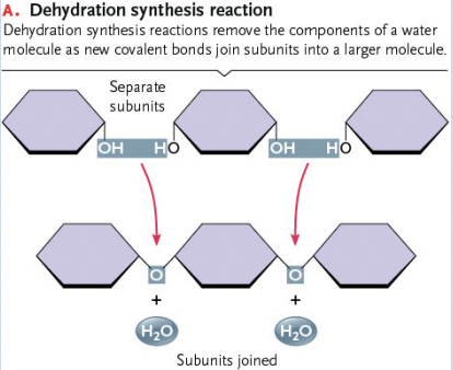<p>The Monomers in Dehydration Synthesis are?</p>