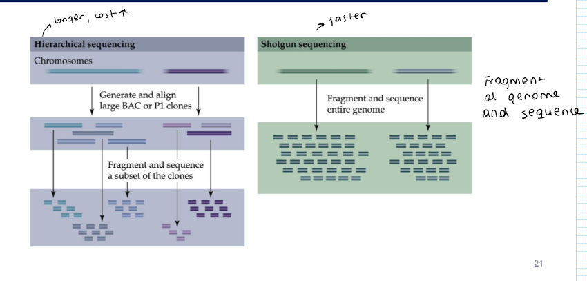 <ul><li><p>Hierarchical sequencing → International Human Genome Sequencing Consortium</p></li><li><p>Shotgun sequencing → private iniative: Celera (Craig Venter)</p></li></ul><p></p>