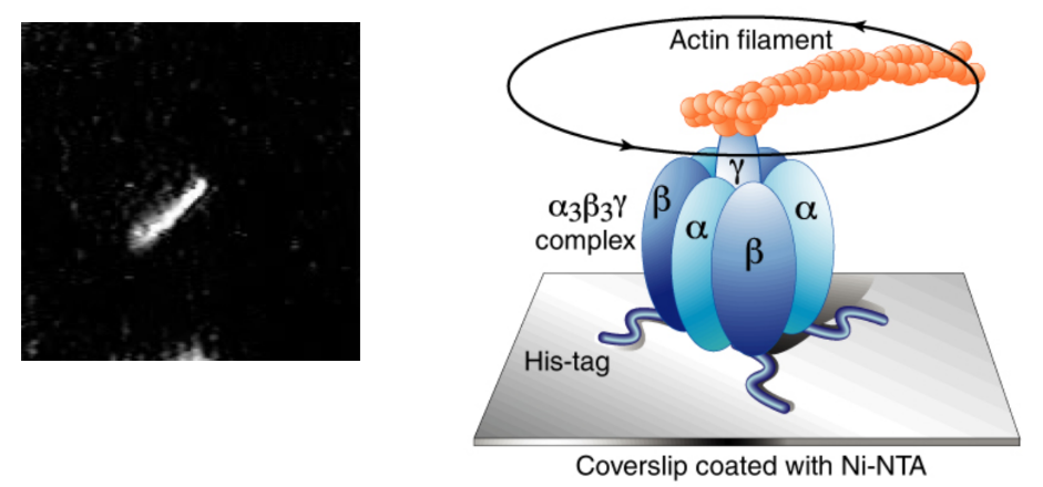 <p><strong>Rotary mechanism</strong> = γ subunit (central shaft) of ATP synthase rotates → converts H<sup>+</sup> gradient energy → chemical energy in ATP </p><p>Scientists attached <u>fluorescent actin filament</u> to γ subunit</p><ul><li><p>Enzyme + energy → actin filament = spinning under microscope </p></li><li><p>Enzyme = anchored to glass using His-tag + Ni-NTA coating </p><ul><li><p>Kept in place as enzyme spun</p></li></ul></li></ul><p></p>