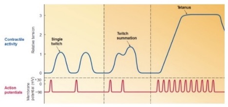 <ul><li><p>Tension is summed → builds the tension</p><ul><li><p>This maintained contraction =<strong> tetanus</strong></p><ul><li><p><strong>Unfused tetanus</strong>: partial relaxation (shown in image)</p></li><li><p><strong>Fused tetanus</strong>: no relaxation</p><ul><li><p>Done when we need to do it fast → like in dangerous situations or in American Ninja Warriors</p></li></ul></li></ul></li></ul></li></ul><p></p>