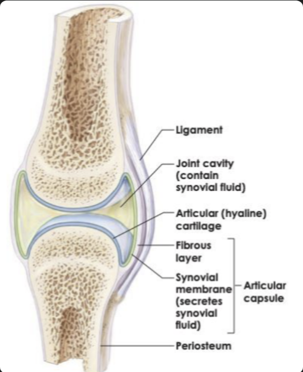 <ul><li><p><strong>Articular cartilage</strong> → reduces friction</p></li><li><p><strong>Joint cavity</strong> → allows movement</p></li><li><p><strong>Synovial fluid</strong> → lubrication</p></li><li><p><strong>Joint capsule</strong> → encloses the joint</p></li></ul><p></p>