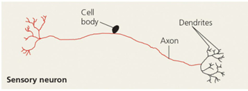 <p>Sensors detect external stimuli and internal conditions and transmit information along</p><p></p>