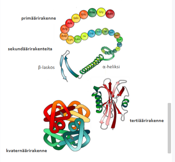 <ul><li><p><strong>Primäärirakenne</strong> = aminohappojen järjestys.</p></li><li><p><strong>Sekundäärirakenne</strong> = α-heliksi ja β-laskos.</p></li><li><p><strong>Tertiäärirakenne</strong> = yhden polypeptidin lopullinen kolmiulotteinen rakenne.</p></li><li><p><strong>Kvaternäärirakenne</strong> = usean polypeptidin muodostama proteiini.</p></li></ul><p></p>