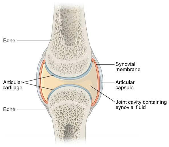 <ul><li><p><strong>joint cavity</strong>: space between articulating bones</p></li><li><p><strong>joint capsule</strong>: layers of connective tissue enclose the cavity to house the fluid</p><ul><li><p><strong>articular capsule: </strong>thick outer layer = strength/stability</p></li><li><p><strong>synovial membrane</strong>: inner soft tissue, leak plasma to produce synovial fluid</p></li></ul></li><li><p><strong>synovial fluid</strong>: derived from blood + egg consistency. small amount of liquid. three primary functions:</p><ul><li><p><u>lubrication</u>: reduces friction, called <strong>weeping lubrication</strong></p></li><li><p><u>nutrient distribution</u>: provides nutrients/waste disposal for chondrocytes. circulates when joint moves</p></li><li><p><u>shock absorption</u>: provides cushion against shock</p></li></ul></li><li><p><strong>articular cartilages</strong>: line the surfaces of articulating bones; composed of hyaline cartilage. provides slick, smooth surface = less friction</p></li><li><p><strong>accessory organs</strong> (in complex synovial joints like the knee)</p><ul><li><p><u>ligaments</u>: support, strengthen, reinforce (intrinsic: parallel bundles <em>within</em> the joint capsule) (extrinsic: separate from joint capsule, can pass <em>outside or inside</em> joint capsule)</p></li><li><p><u>bursa</u>: small, fluid-filled pocket inside connective tissue. contains synovial fluid + lined by membrane. form where tendon/ligament rub against each other = shock absorbers and reduce friction</p></li><li><p><u>tendon sheath</u>: smaller bursa, where tendon crosses a joint</p></li><li><p><u>fat pads</u>: localized masses of adipose tissue. protects articular cartilages + packing material</p></li><li><p><u>meniscus</u>: pad of fibrous cartilage between opposing bones withina joint. can channel flow of fluid. </p></li></ul></li></ul><p></p>