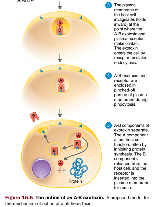 <p>bacterium produces and releases ab toxin</p><p>b attaches to host cell receptor</p><p>plasma membrane of host cell folds inward where A-B exotoxin touches plasma receptor</p><p>exotoxin enters cell by receptor-mediated endocytosis</p><p>pinocytosis- plasma membrane closes and ab are bubbled in</p><p>ab separate</p><p>a- alters host cell function</p><p>b- released from host cell</p><p>DIPTHERIA TOXIN</p>