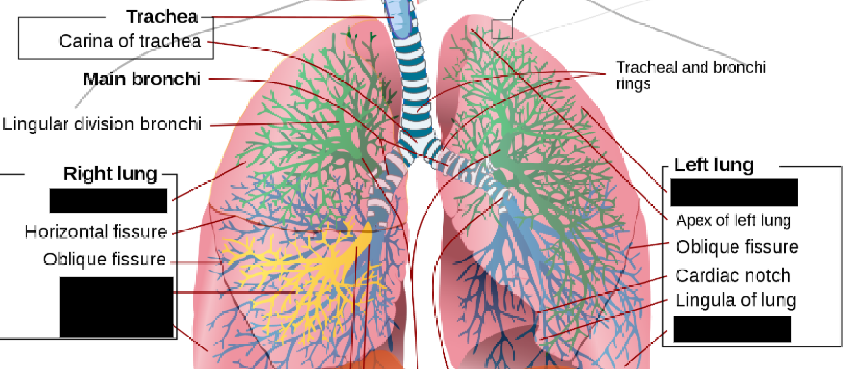 <p><span style="background-color: transparent;">The right lung contains ______, ______, and ______ lobes, and is ______ than the left lung, which contains only a ______ and ______ lobe.</span></p>