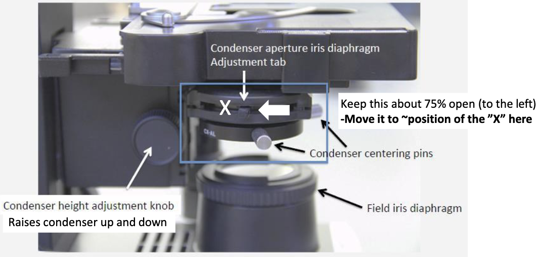 <p>→ Controls <strong>contrast/light cone</strong></p><ul><li><p>Key adjustment for Köhler illumination</p></li><li><p>It is part of the illumination system and should initially be approximately <strong>75% open</strong> when setting up the microscope</p></li></ul><p></p>