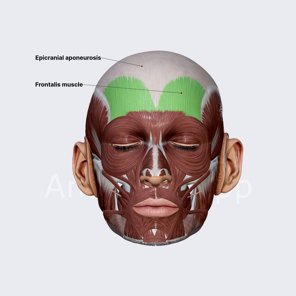 <p>Epicranius</p>
