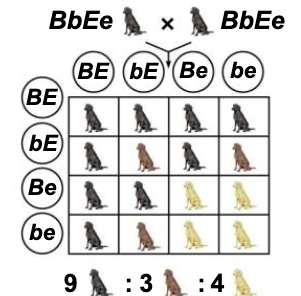 <p>The phenotypic expression of one gene affects the expression of another gene</p>