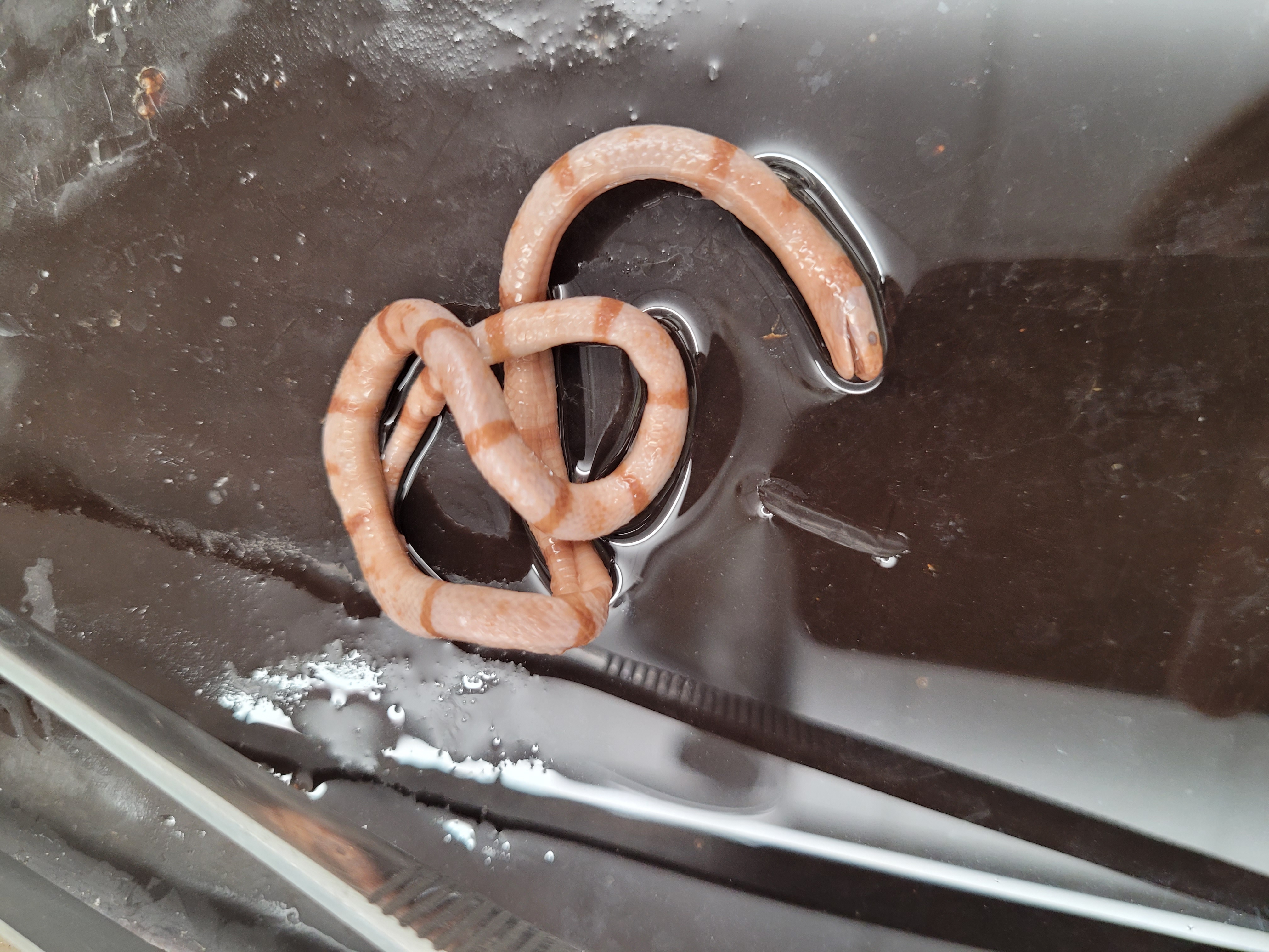 <p>What snake is this </p>