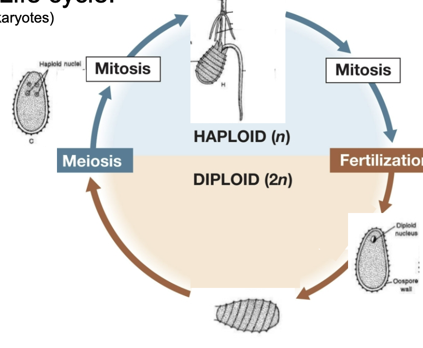 <p>Oogamy; In Chara and Coleochaete, the plants are primarily haploid. Fusion of egg and sperm produces a diploid cell, the zygote, which immediately undergoes meiosis, resulting in 4 haploid spores.</p>