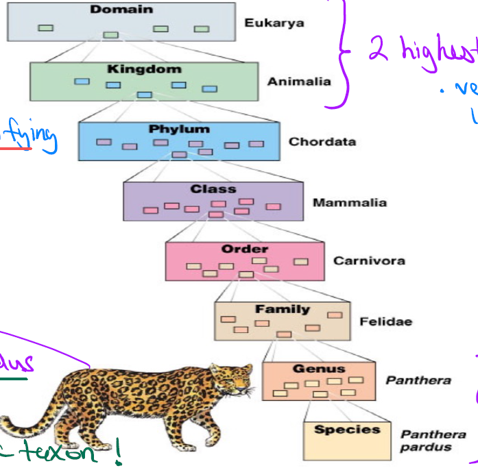 <p>Domain → Kingdom → Phylum → Class → Order → Family → Genus → Species</p><p></p><p><strong>D</strong>ear <strong>K</strong>ids <strong>P</strong>refer <strong>C</strong>hocolate <strong>O</strong>ver <strong>F</strong>resh <strong>G</strong>reen <strong>S</strong>alad</p>