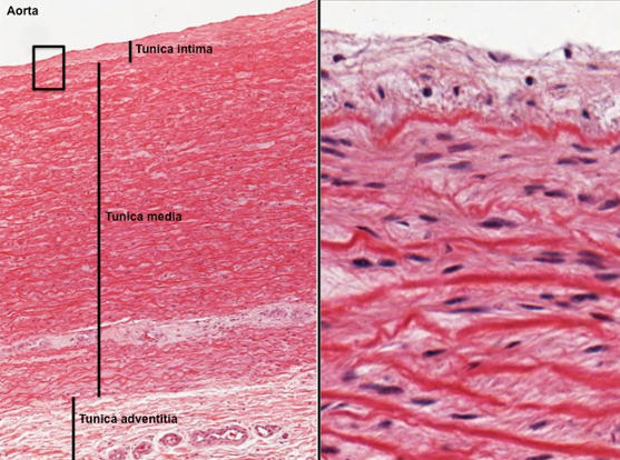 <p>largest artery</p><ul><li><p><strong>largest tunica media (smooth muscle)</strong> layer</p></li></ul><p></p>