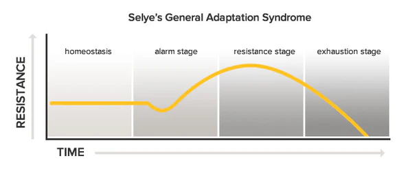 <p>three-stage stress response to stress that progresses from alarm, to resistance, to exhaustion</p><ul><li><p>describes how the body reacts and adapts to stress over time</p></li></ul><p></p>