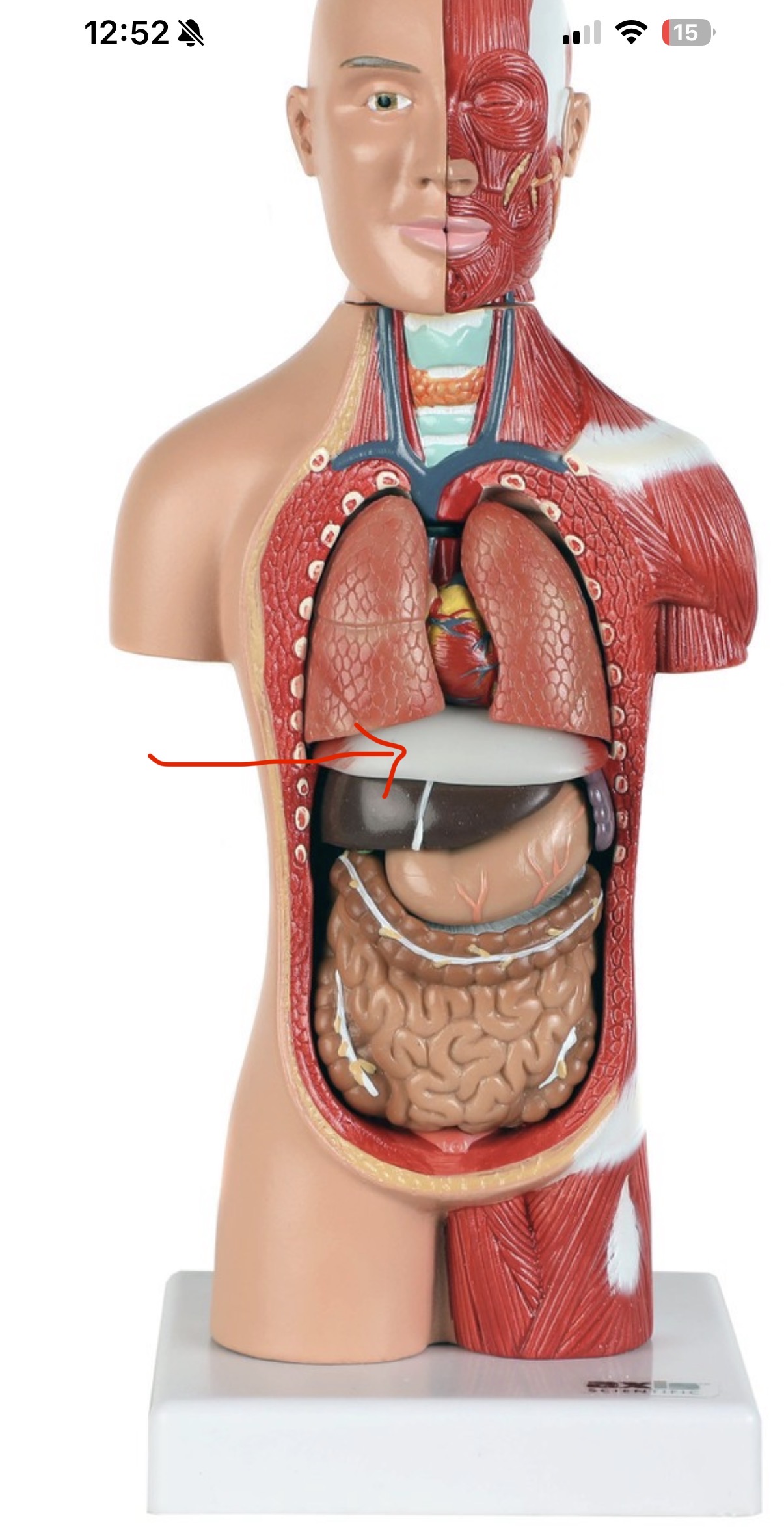 knowt flashcard image