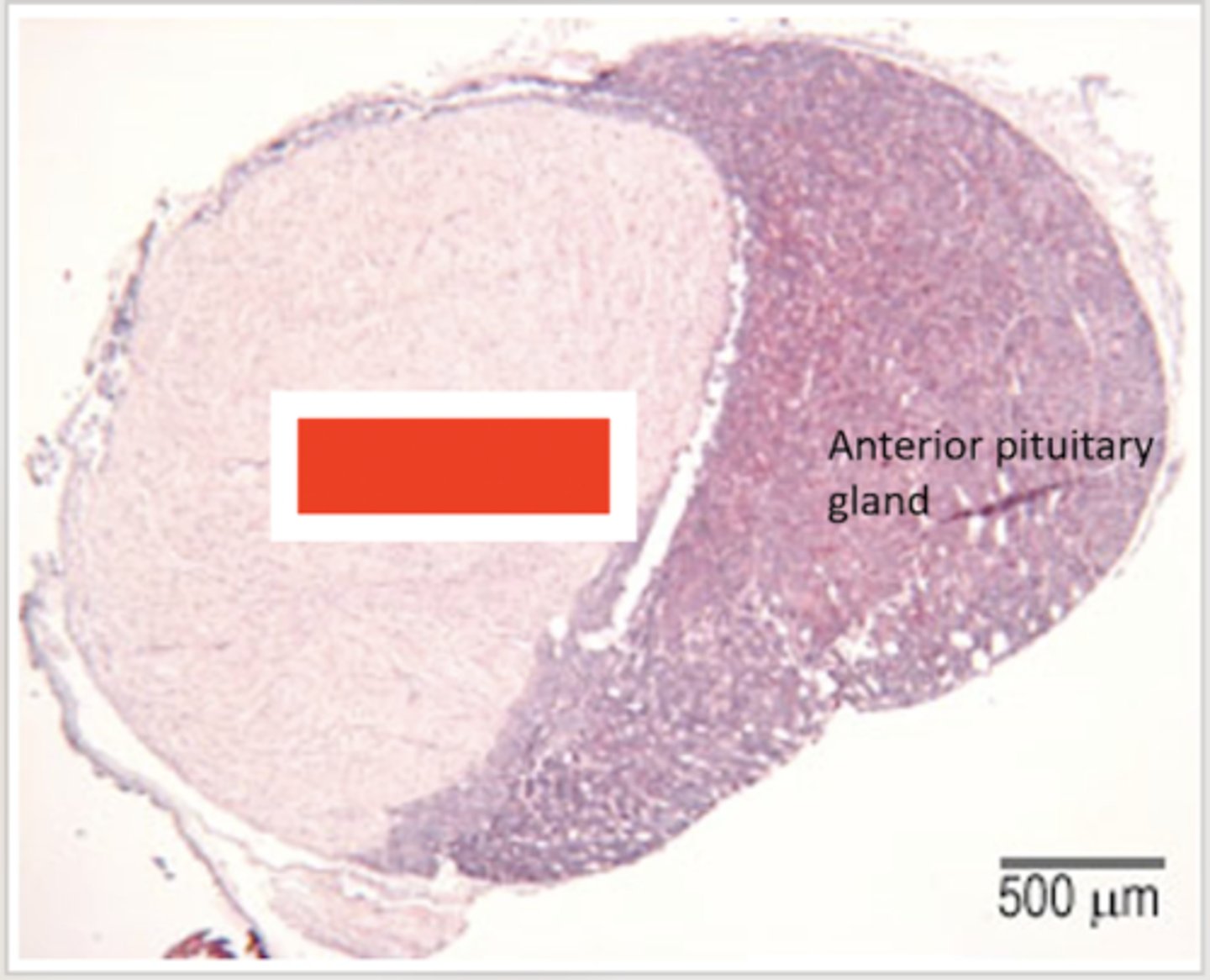 <p>Identify the organ</p>