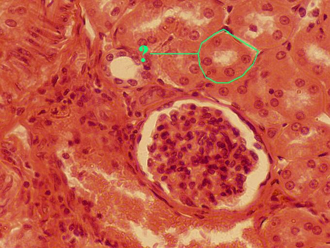 <p>Identify the indicated tissue</p>