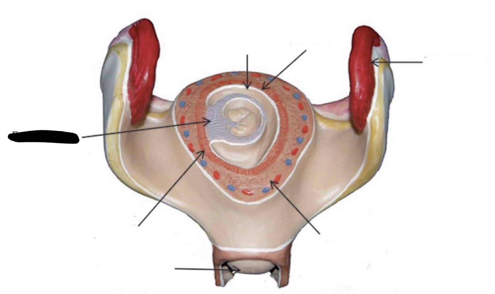 term image
