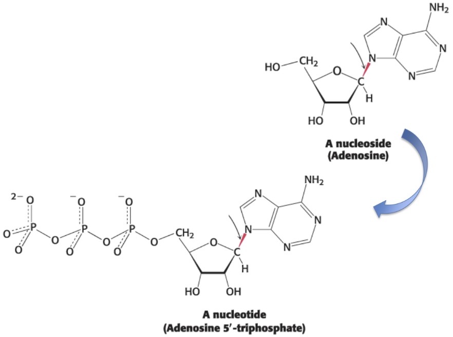 <p>nucleoside</p>