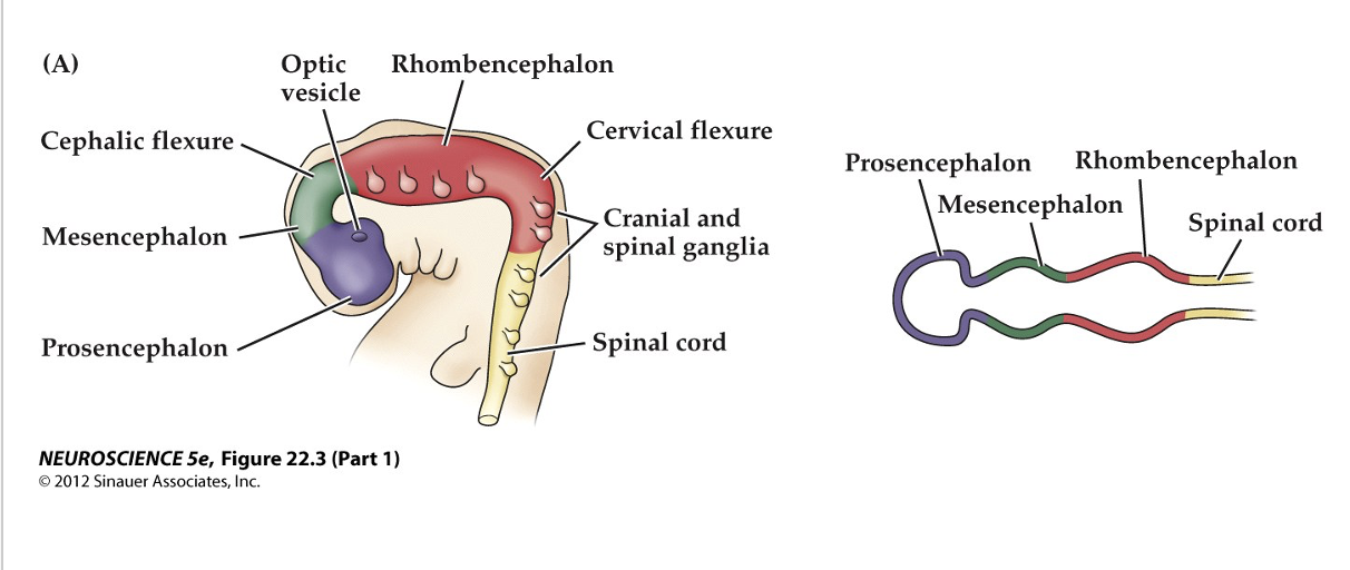 <p></p><p><span><strong>Figure 22.3&nbsp; Regional specification of the developing brain (Part 1)</strong></span></p>