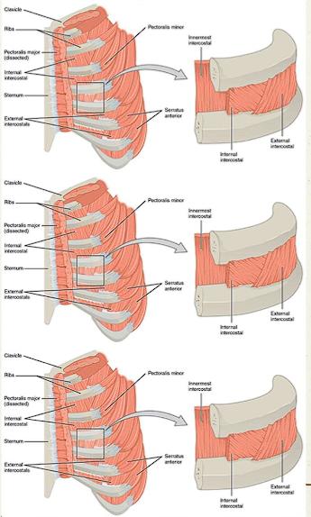 <ul><li><p>Elevates ribs</p></li><li><p>Prevents intercostal space blowing out or retracting in during respiration</p></li></ul><p></p>
