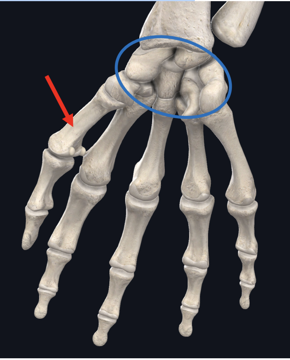 <p><span>Identify the group of bones within the blue circle</span></p>