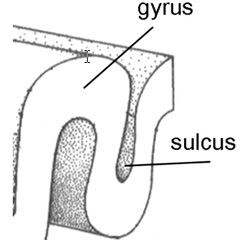 <p>furrows of the convoluted cortex (valleys)</p>