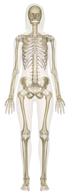 <p>acts as the body's primary structural framework</p>