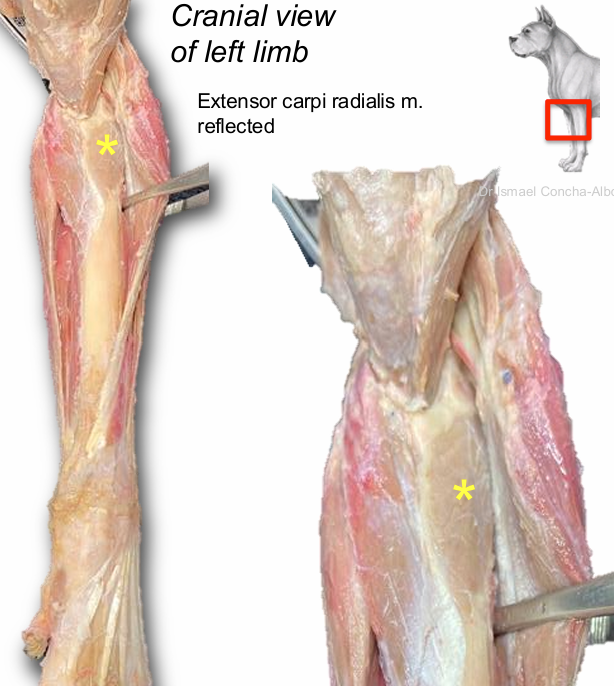 <p>Supinator m.</p>