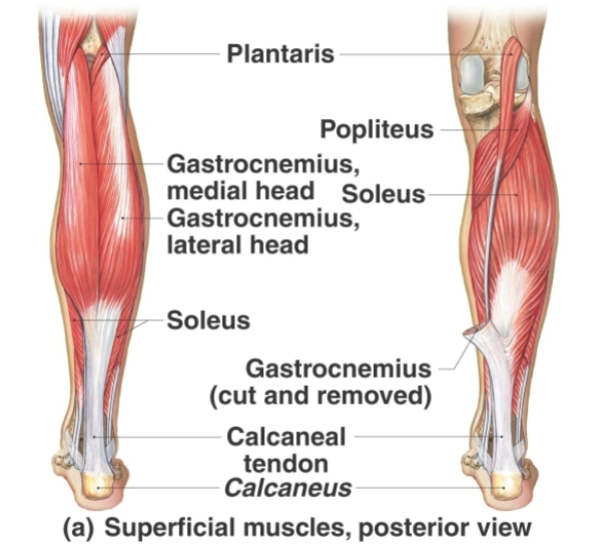 <p>Foot <strong>plantar flexors</strong></p>