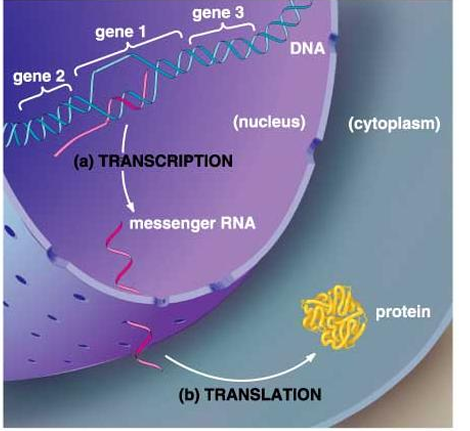 <ul><li><p><strong>DNA and RNA</strong> are polymers found mainly in the <strong>nucleus</strong> of cells.</p></li><li><p>In human cells, about <strong>2 meters of DNA</strong> are packed inside the nucleus.</p></li><li><p>DNA is packaged into <strong>nucleosomes</strong>.</p></li><li><p>Nucleosomes are further compacted with <strong>histone proteins</strong> into larger <strong>30 nm fibers</strong>.</p></li><li><p>This packaging helps organize DNA while allowing <strong>replication and transcription</strong>.</p></li></ul><p></p>