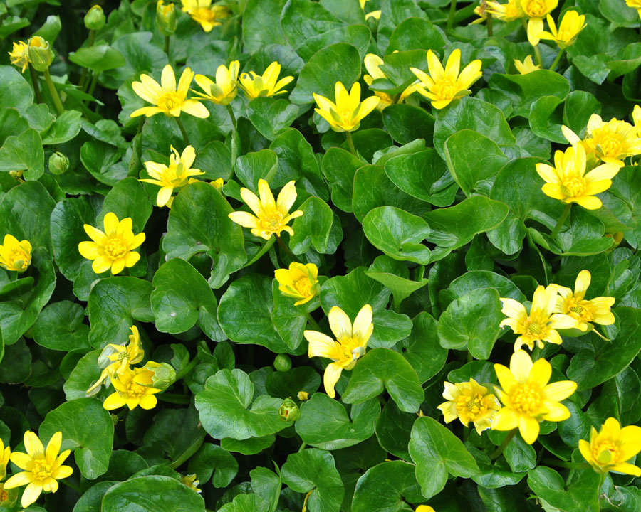 <p>What Plant is This?</p>