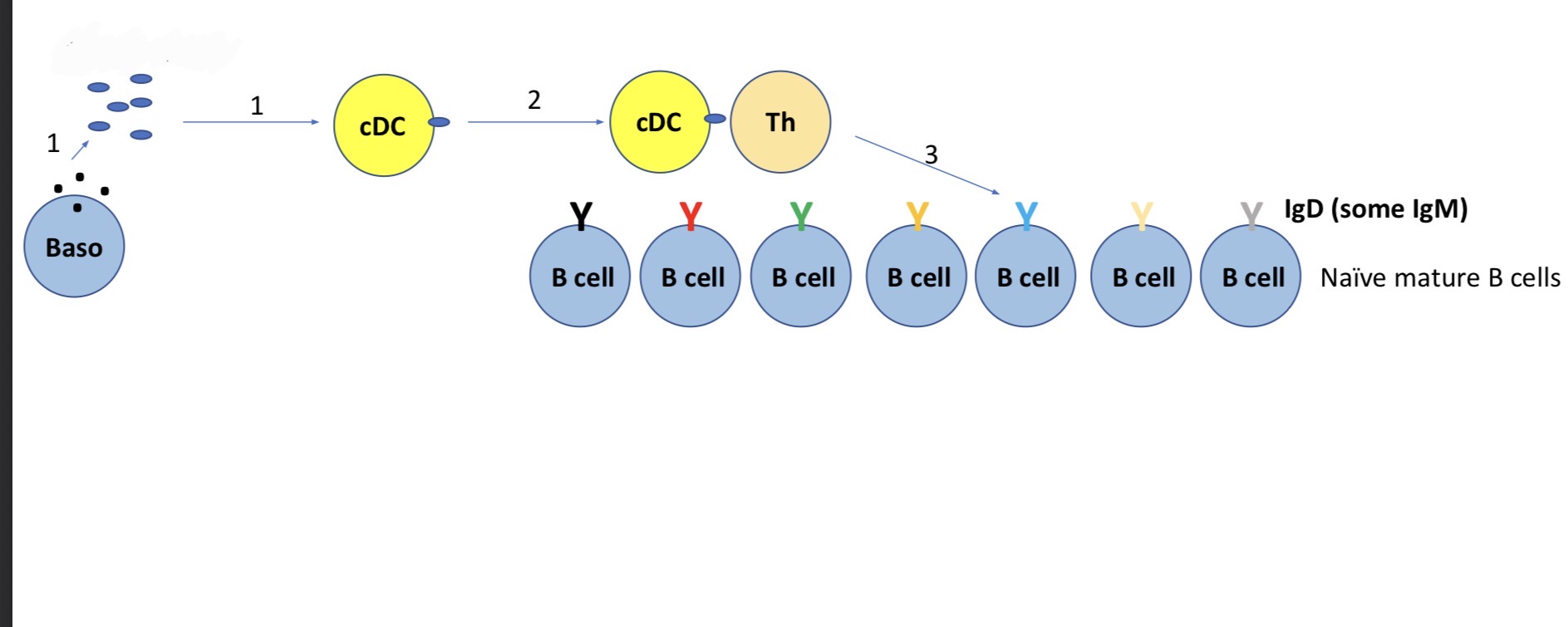 <p>Antigen presentation to Th cells </p><p>Th cells find & activate B cells </p>