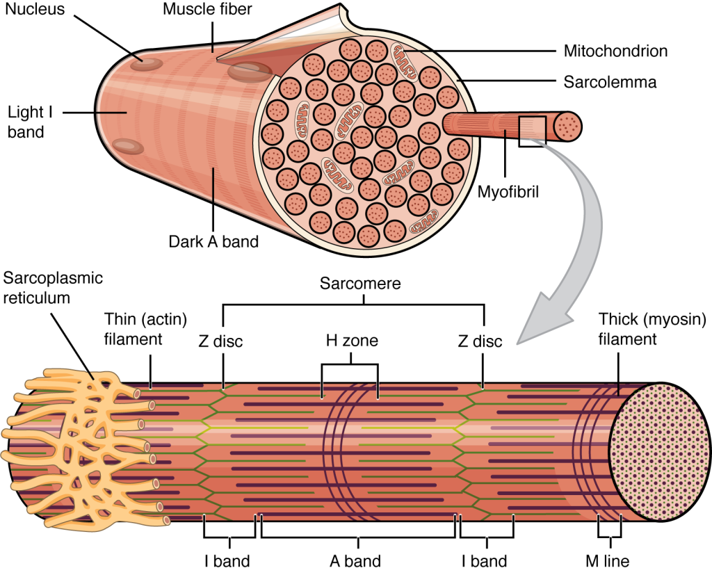 <p>Area around M line</p><p>Has thick filaments but no thin filaments</p>