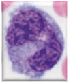 <p>monocyte</p>