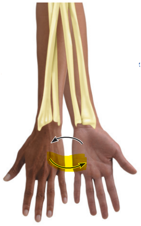 <p>Rotates the radius and ulna parallel</p>