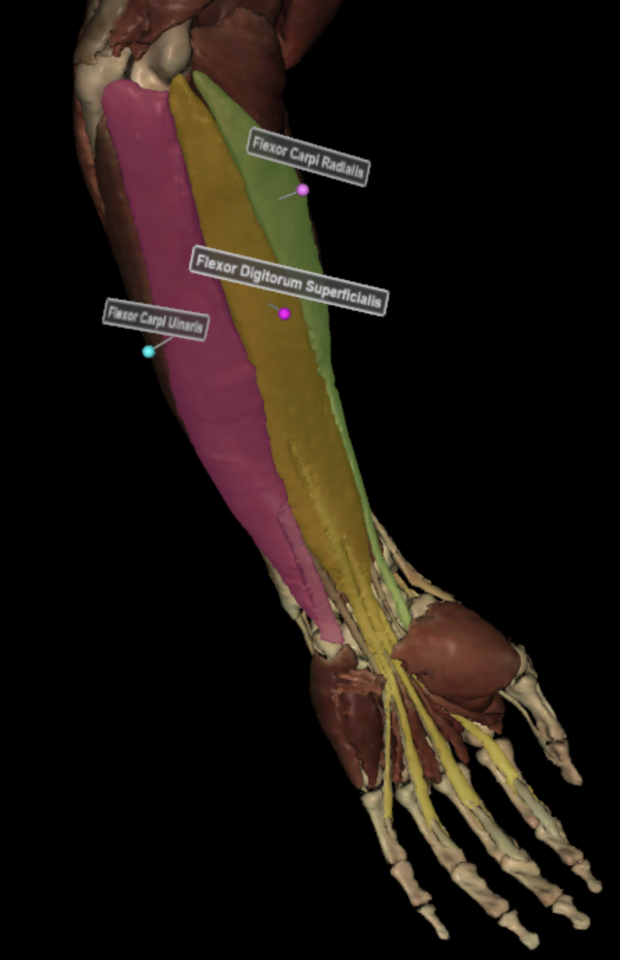 <p>anterior flexors of forearm</p>