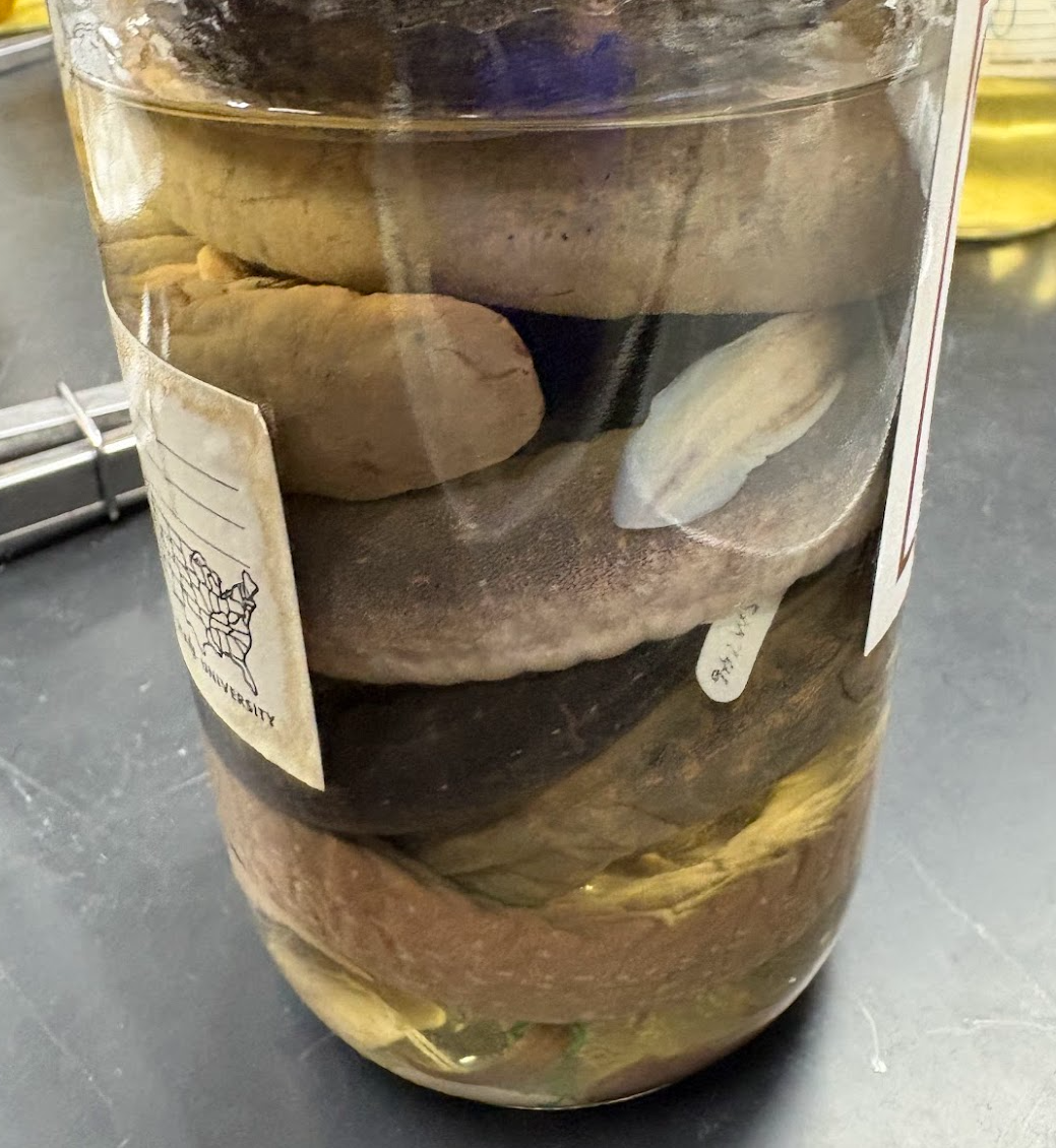<p><span style="background-color: transparent;">Siren intermedia</span></p>